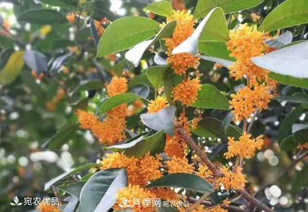 南陽苗木基地盤點桂花樹的四大品種，哪種***香***好***名貴？(圖2)
