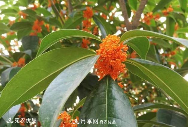 南陽苗木基地盤點桂花樹的四大品種，哪種***香***好***名貴？(圖4)