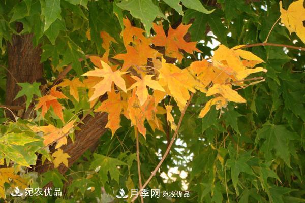 河南綠化苗木五角楓可以嫁接什么樹？五角楓嫁接技術(shù)和時間(圖3)