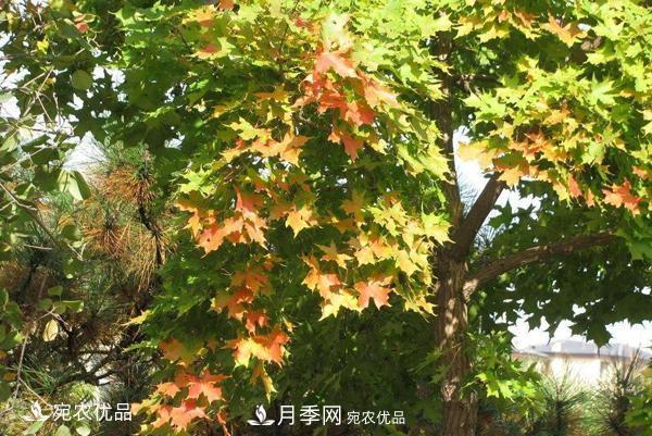 河南綠化苗木五角楓可以嫁接什么樹？五角楓嫁接技術(shù)和時間(圖1)