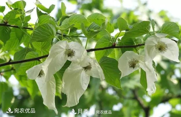 苗木價格變化大，主要有這三個因素(圖2)