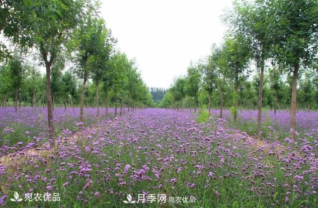 苗木價格變化大，主要有這三個因素(圖4)