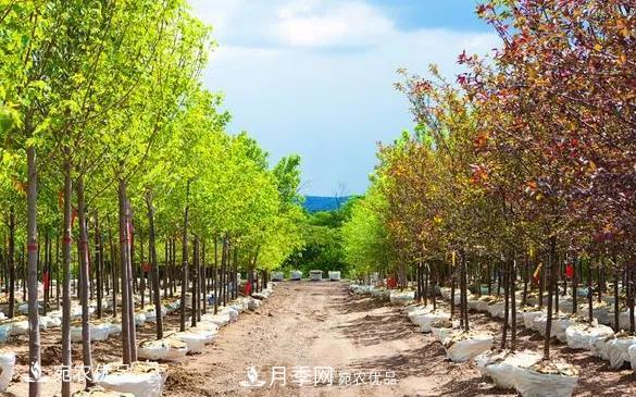 苗木價格變化大，主要有這三個因素(圖1)