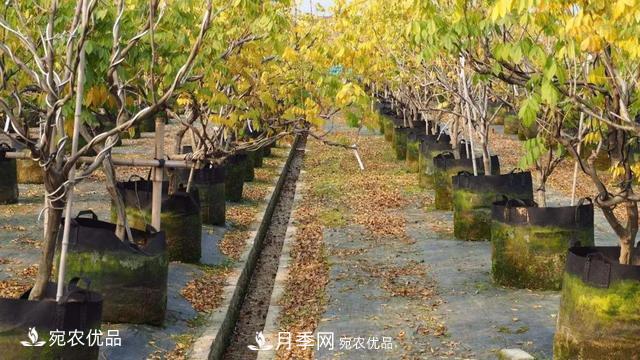苗木價格變化大，主要有這三個因素(圖5)
