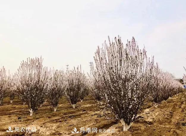 苗木價格變化大，主要有這三個因素(圖3)