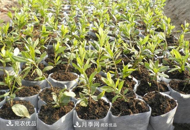 北方園林需求旺盛，分享大規(guī)格容器苗木培育技術(shù)以及管理方法(圖11)