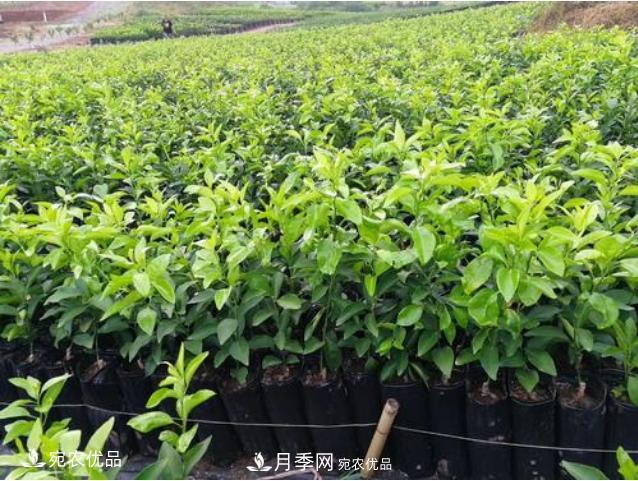 北方園林需求旺盛，分享大規(guī)格容器苗木培育技術(shù)以及管理方法(圖9)
