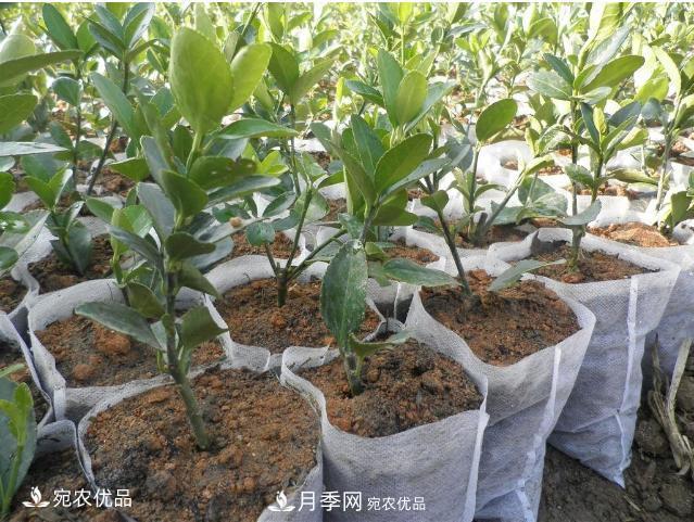 北方園林需求旺盛，分享大規(guī)格容器苗木培育技術(shù)以及管理方法(圖6)