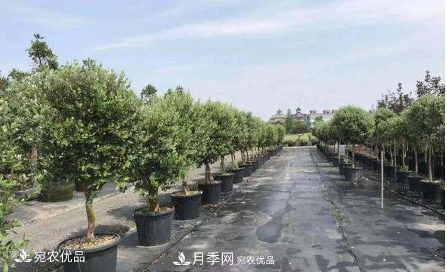 北方園林需求旺盛，分享大規(guī)格容器苗木培育技術(shù)以及管理方法(圖10)