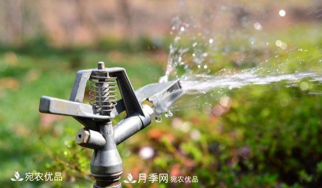 澆水學(xué)三年，南陽(yáng)苗木合作社教你澆水的學(xué)問大著呢(圖2)