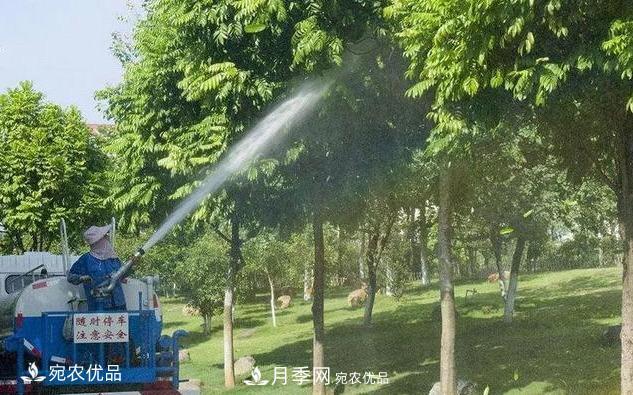 澆水學(xué)三年，南陽(yáng)苗木合作社教你澆水的學(xué)問大著呢(圖3)