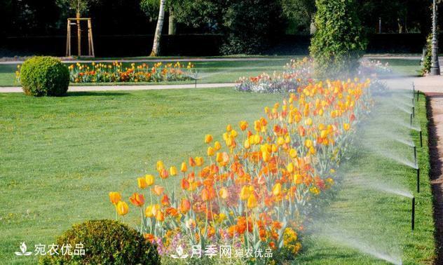 澆水學(xué)三年，南陽(yáng)苗木合作社教你澆水的學(xué)問大著呢(圖4)