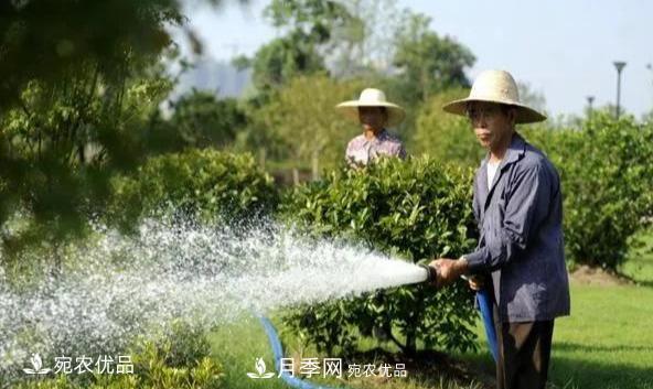 澆水學(xué)三年，南陽(yáng)苗木合作社教你澆水的學(xué)問大著呢(圖1)