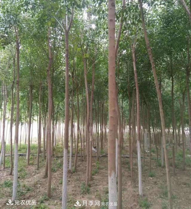 南陽(yáng)綠化苗木基地的建設(shè)與整地施肥(圖1)