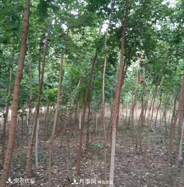 南陽(yáng)綠化苗木基地的建設(shè)與整地施肥(圖3)