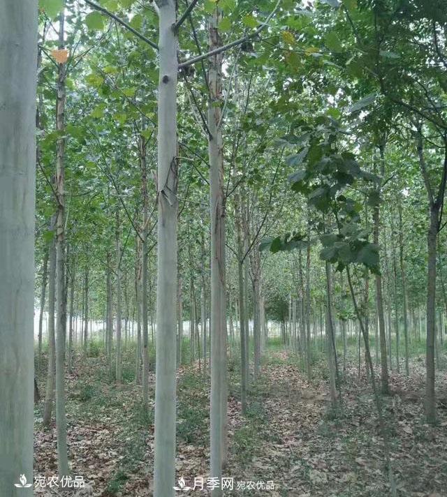 南陽(yáng)綠化苗木基地的建設(shè)與整地施肥(圖2)