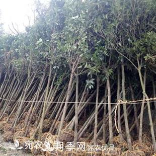 南陽(yáng)精品桂花球，3-5公分桂花苗桂花樹(圖5)