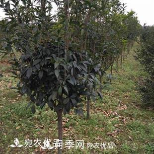 南陽(yáng)精品桂花球，3-5公分桂花苗桂花樹(圖4)