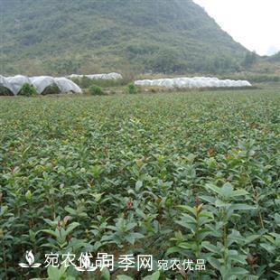 南陽(yáng)精品桂花球，3-5公分桂花苗桂花樹(圖6)