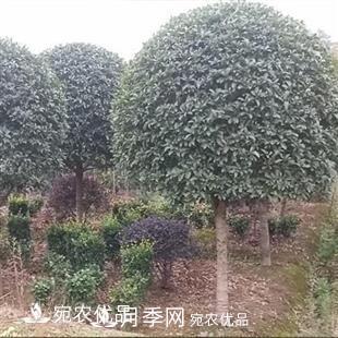 南陽(yáng)精品桂花球，3-5公分桂花苗桂花樹(圖1)