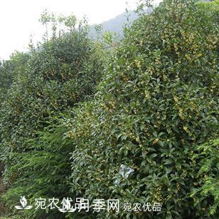 南陽(yáng)精品桂花球，3-5公分桂花苗桂花樹(圖2)
