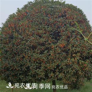 南陽(yáng)精品桂花球，3-5公分桂花苗桂花樹(圖3)