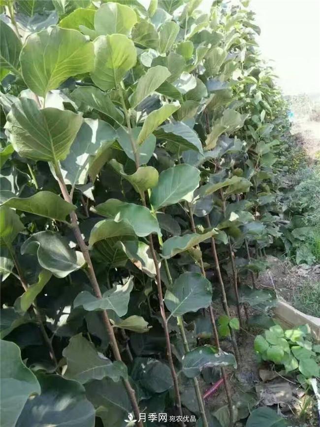 南陽玉蘭基地，廣玉蘭苗木繁育技術(shù)(圖2)