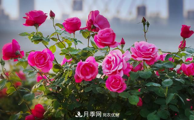 中國月季產(chǎn)業(yè)六大痛點待突破(圖1)