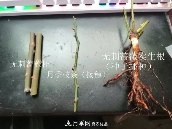 樹狀月季嫁接詳細教程，輕松養(yǎng)出月季樹！(圖3)