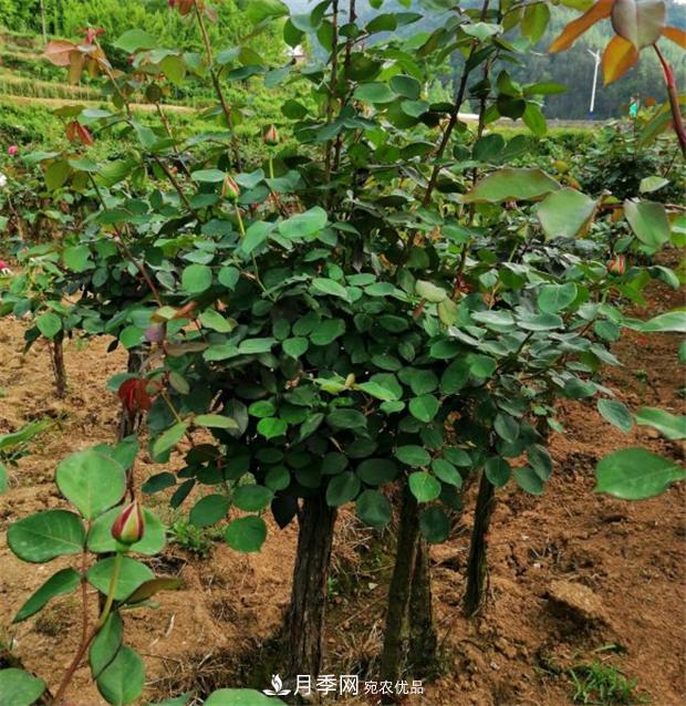 樹狀月季嫁接詳細教程，輕松養(yǎng)出月季樹！(圖1)