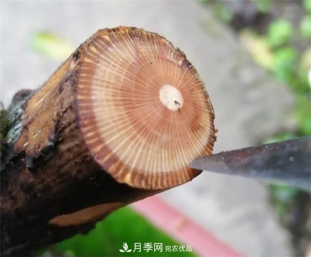 樹狀月季嫁接詳細教程，輕松養(yǎng)出月季樹！(圖2)