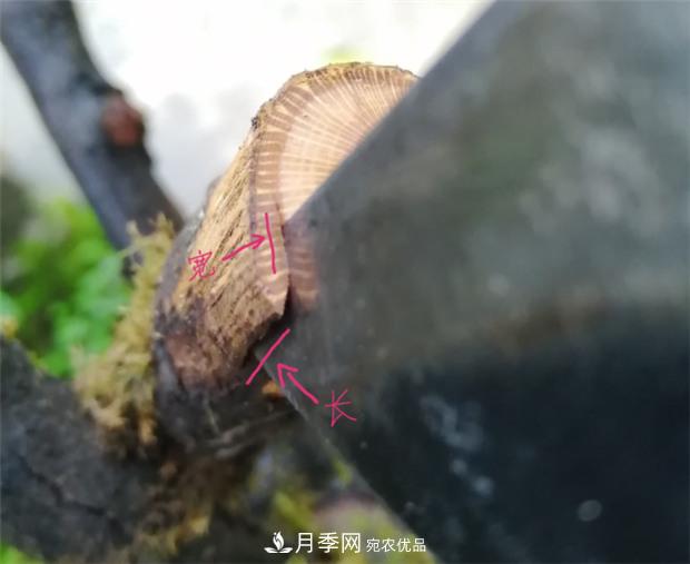 樹狀月季嫁接詳細教程，輕松養(yǎng)出月季樹！(圖5)