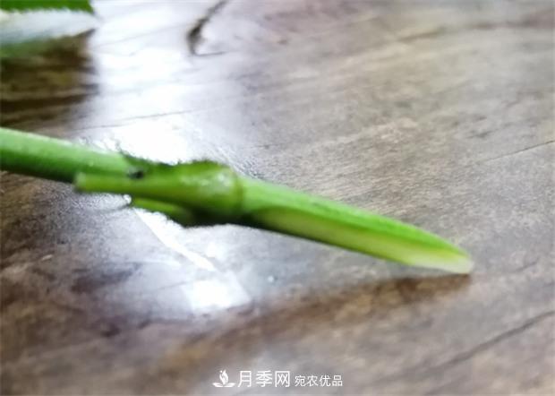 樹狀月季嫁接詳細教程，輕松養(yǎng)出月季樹！(圖7)