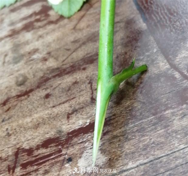 樹狀月季嫁接詳細教程，輕松養(yǎng)出月季樹！(圖8)