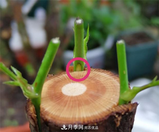 樹狀月季嫁接詳細教程，輕松養(yǎng)出月季樹！(圖9)