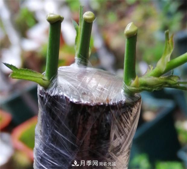樹狀月季嫁接詳細教程，輕松養(yǎng)出月季樹！(圖10)