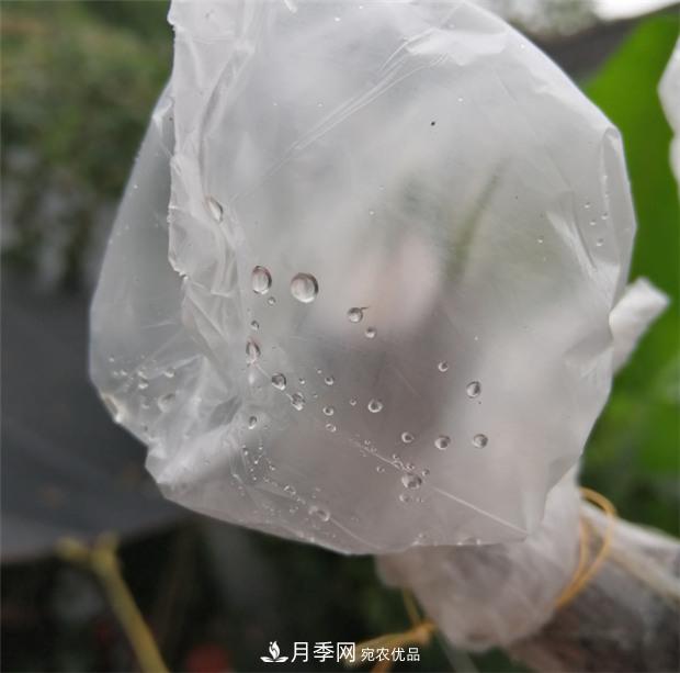 樹狀月季嫁接詳細教程，輕松養(yǎng)出月季樹！(圖11)