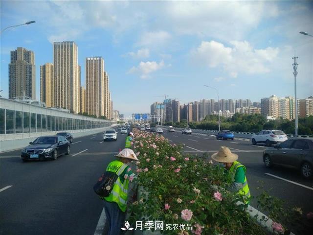 武漢園林工人高溫下修枝除草，守護(hù)城市月季景觀(圖1)
