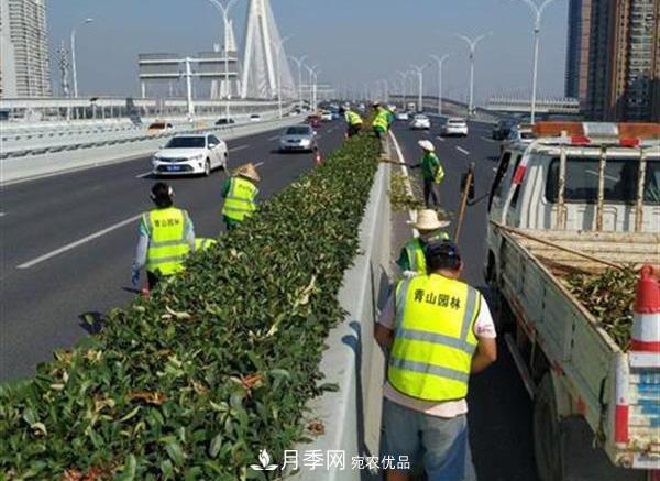 武漢園林工人高溫下修枝除草，守護(hù)城市月季景觀(圖2)
