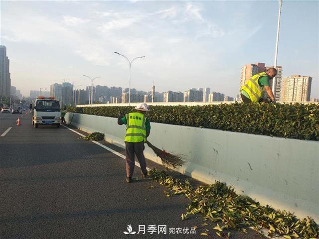 武漢園林工人高溫下修枝除草，守護(hù)城市月季景觀(圖3)