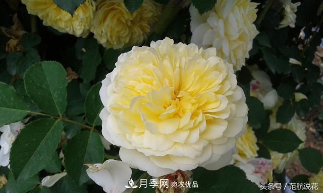月季知識(shí)知多少？這可能是世上***全的月季百科知識(shí)！(圖1)