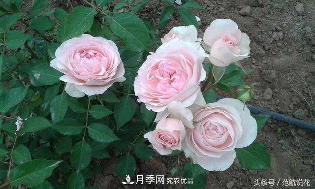 月季知識(shí)知多少？這可能是世上***全的月季百科知識(shí)！(圖4)