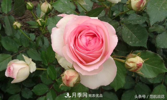 月季知識(shí)知多少？這可能是世上***全的月季百科知識(shí)！(圖2)