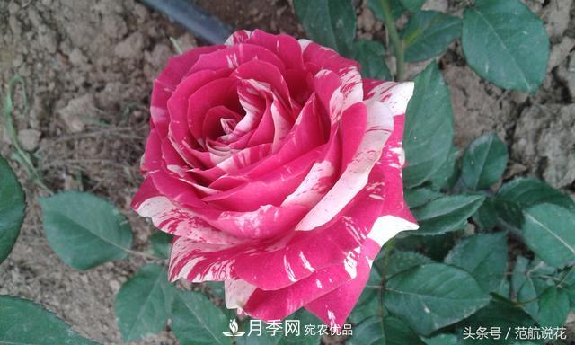 月季知識(shí)知多少？這可能是世上***全的月季百科知識(shí)！(圖3)