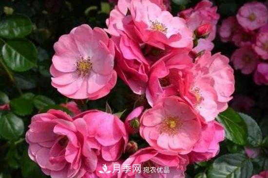 耐熱月季，廣東適合種什么月季？(圖3)