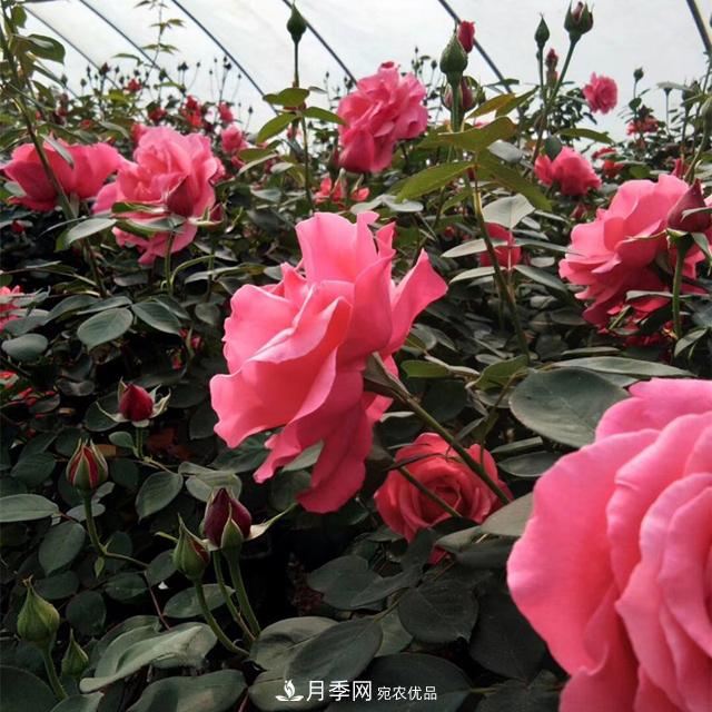 南陽樹狀月季批發(fā)基地，規(guī)模大，品質(zhì)好，成活率高(圖2)