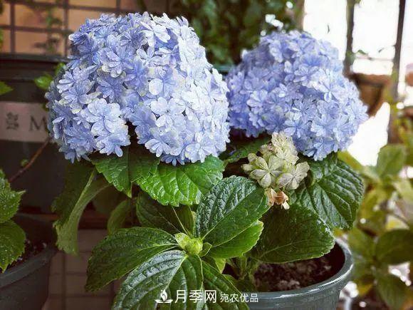 8月，不要再買這3種花，賞花時間短，很不劃算(圖2)