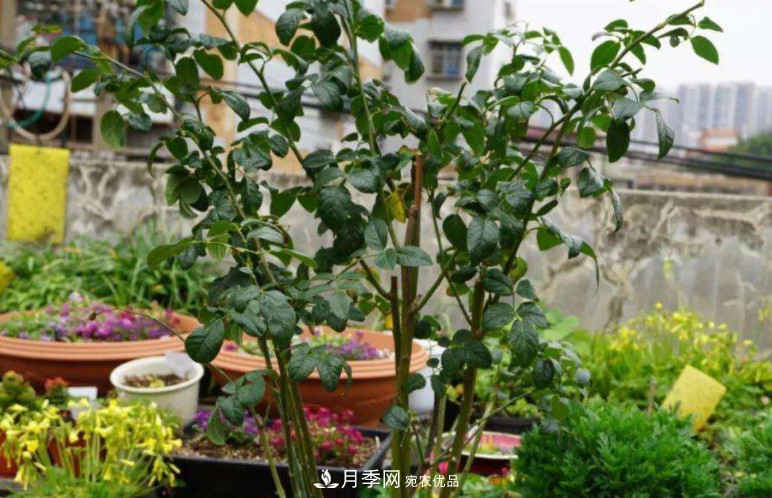 夏天月季花小又不香，5種情況看一看，您家屬于哪一種？(圖3)