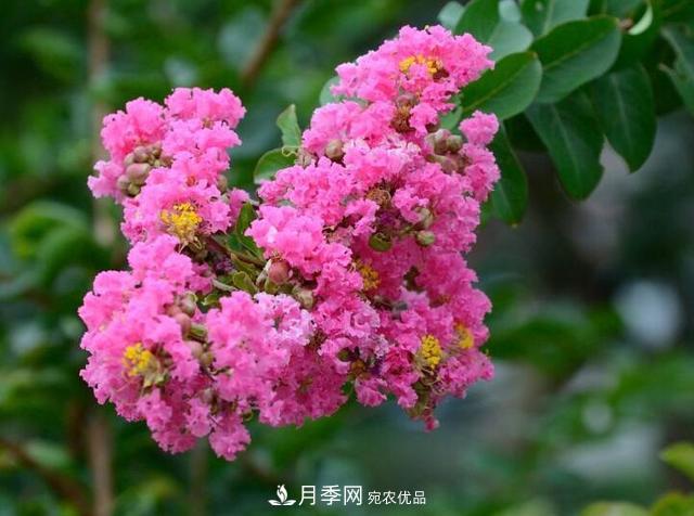 比烈日更潑辣的3種花樹，盛夏燦爛無比，你要養(yǎng)一棵嗎？(圖1)