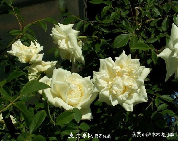 25款純正中國(guó)月季，不比外國(guó)差，今有國(guó)月更比歐月俏(圖2)